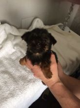 Teacup yorkies for sale