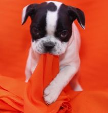 AKC registered male and female French bulldog Puppies
