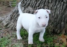 Charming Bull terrier puppies