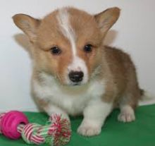 Cute Pembroke Welsh Corgi puppy for adoption Text (708) 928-5512