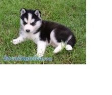 Cute Siberian husky puppy for adoption Text (708) 928-5512