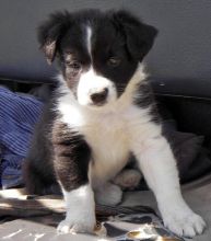 male and female Border Collie puppies