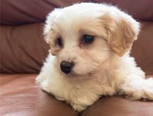 male and female Cavachon puppies available