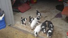 Cute Border Collie puppies ready