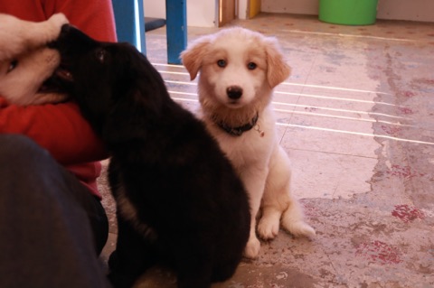 Beautiful Border Collie x Pit Bull puppies Image eClassifieds4u