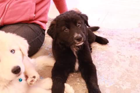 Beautiful Border Collie x Pit Bull puppies Image eClassifieds4u