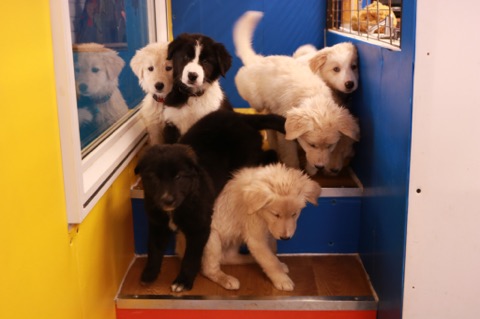 Beautiful Border Collie x Pit Bull puppies Image eClassifieds4u