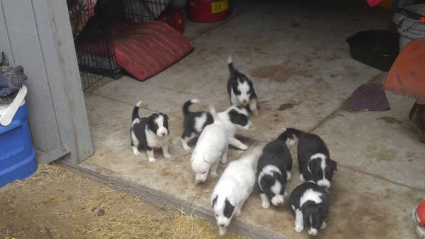 Cute Border Collie puppies ready Image eClassifieds4u