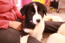 Beautiful Border Collie x Pit Bull puppies Image eClassifieds4u 3