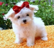 Awesome Male And Female Teacup Maltese Puppies Available (320) 297-4521
