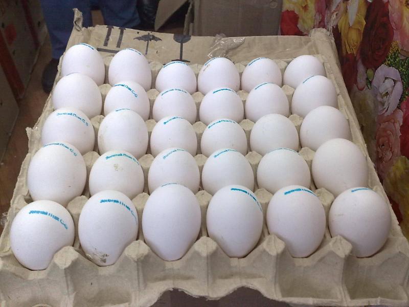 FERTILE OSTRICH AND PARROTS EGGS WITH PARROTS BIRDS AVAILABLE FOR SALE. Image eClassifieds4u