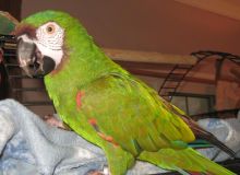 FERTILE OSTRICH AND PARROTS EGGS WITH PARROTS BIRDS AVAILABLE FOR SALE. Image eClassifieds4u 1