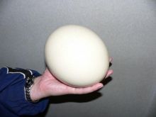 FERTILE OSTRICH AND PARROTS EGGS WITH PARROTS BIRDS AVAILABLE FOR SALE. Image eClassifieds4u 1