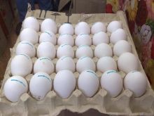 FERTILE OSTRICH AND PARROTS EGGS WITH PARROTS BIRDS AVAILABLE FOR SALE. Image eClassifieds4u 2