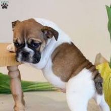 English Bulldog Puppy For Adoption