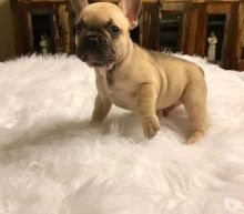 akc french bulldogs