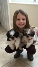 Beautiful Litter of Shih tzu pups for sale.Male and female