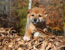2 Shiba Inu puppies