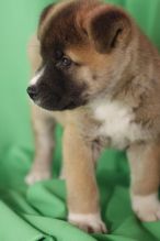 Male and female Akita puppies