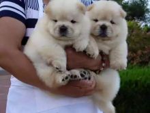 male and female Chow Chow puppies