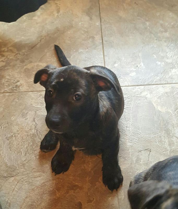 American pit bull terrier Image eClassifieds4u