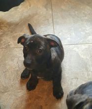 American pit bull terrier Image eClassifieds4U