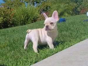 Fawn Stunning French Bulldog Puppies (320) 297-4521 Image eClassifieds4u