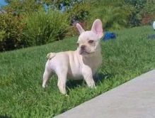 Fawn Stunning French Bulldog Puppies (320) 297-4521