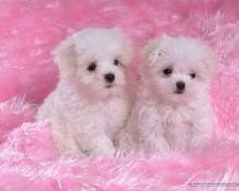 Two Teacup Maltese Puppies Needs a New Family +1(425)-224-5581