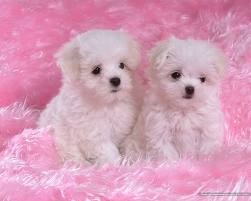 Two Teacup Maltese Puppies Needs a New Family +1(425)-224-5581 Image eClassifieds4u