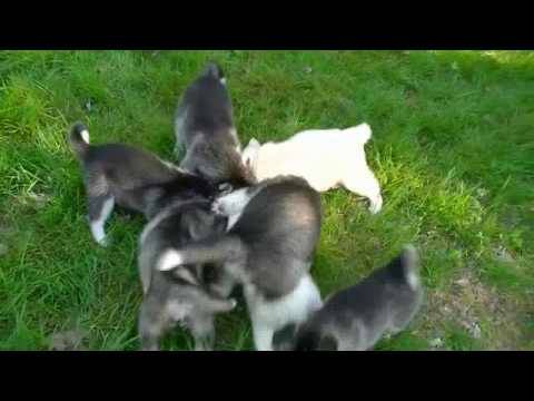 Husky pups Image eClassifieds4u