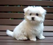 Adorable Maltese puppies