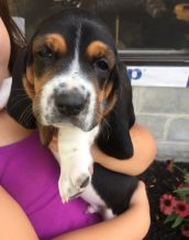 Basset Hound puppies available
