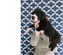 Beautiful AKC registered Great dane puppies