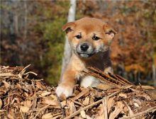 Beautiful male and female shiba inu puppies