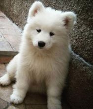 Beautiful samoyed puppies