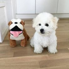 Charming Bichon Frise puppies