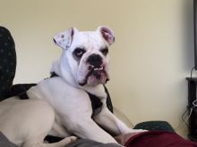 English bulldog for sale