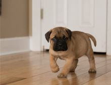 male and female Bullmastiff puppies