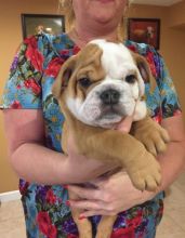 Male and Female English bulldog puppies