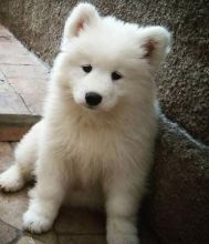 Top quality Samoyed puppies