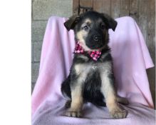 Two Lovely German Shepherd puppies available