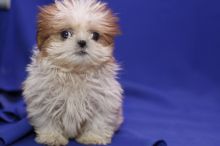 Two Shih Tzu puppies