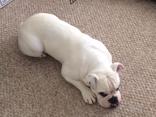 English bulldog for sale Image eClassifieds4u