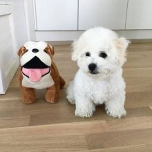 2 Bichon Frise puppies Image eClassifieds4U
