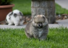 Stunning Pomeranian puppies Image eClassifieds4u 4