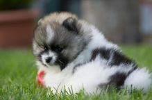 Stunning Pomeranian puppies Image eClassifieds4u 3