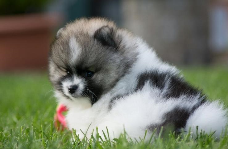 Stunning Pomeranian puppies Image eClassifieds4u