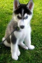 Cute Siberian Husky Puppies For Sale (320) 297-4521