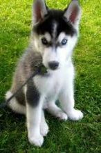 Cute Siberian Husky Puppies For Sale (320) 297-4521